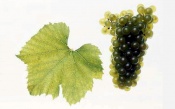Chardonnay