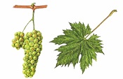 Ryzlink vlašský