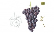 Nebbiolo